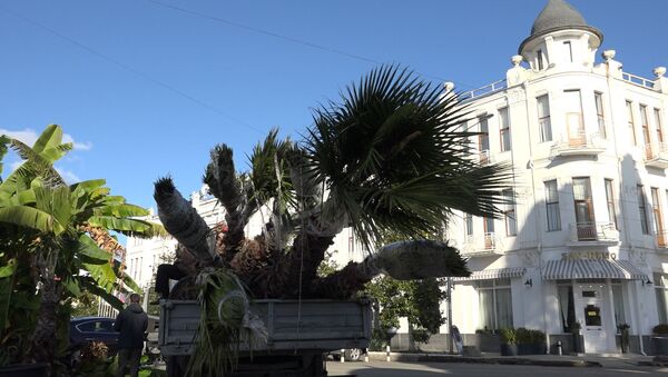 Вашингтония для Сухума: как в столице сажают пальмы - Sputnik Абхазия