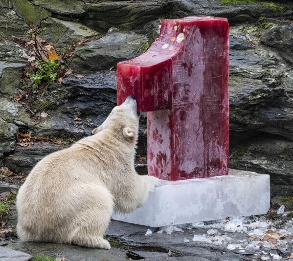 Белая медведица Hertha, грызущая фруктовый лед в зоопарке Берлина - Sputnik Абхазия