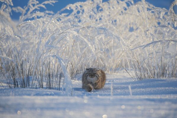 Снимок Winter's tale российского фотографа Valeriy Maleev, попавший в шортлист LUMIX People's Choice Award  - Sputnik Абхазия