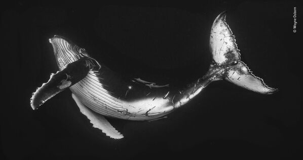 Снимок The humpback calf австралийского фотографа Wayne Osborn, попавший в шортлист LUMIX People's Choice Award - Sputnik Абхазия