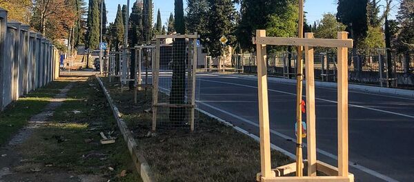 Посадка деревьев в Гудауте Посадка деревьев в Гудауте - Sputnik Абхазия