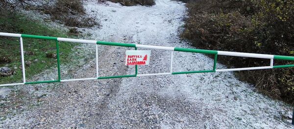 Рицинский заповедник Рицинский заповедник - Sputnik Абхазия