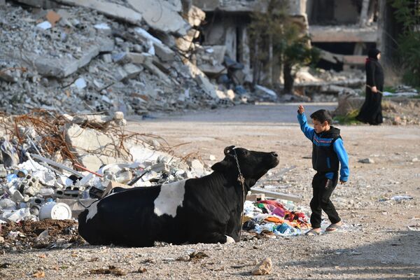 Мальчик играет с коровой во дворе своего дома в пригороде Дамаска в Харасте - Sputnik Абхазия