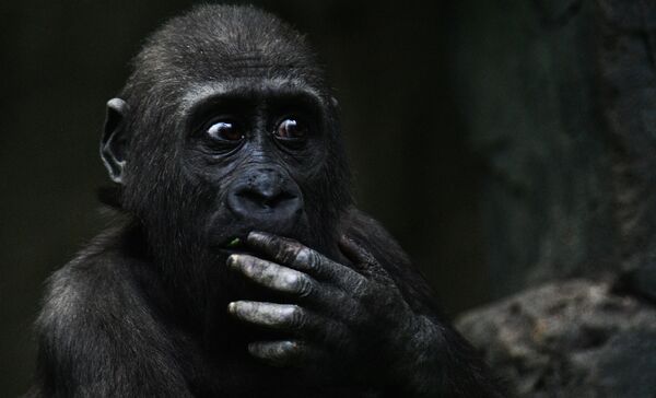 Западная равнинная горилла в Московском зоопарке - Sputnik Абхазия