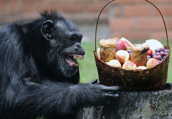 Шимпанзе Йоко с рождественской корзиной шимпанзе в зоопарке Рио-де-Жанейро - Sputnik Абхазия