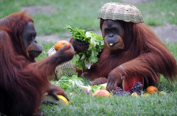 Два орангутана наслаждаются фруктами из рождественской корзины в зоопарке Рио-де-Жанейро - Sputnik Абхазия