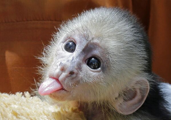 Маленькая обезьянка-капуцин на Острове Джунглей в Майами - Sputnik Абхазия
