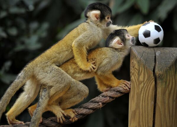 Боливийские беличьи обезьяны в Лондонском зоопарке - Sputnik Абхазия