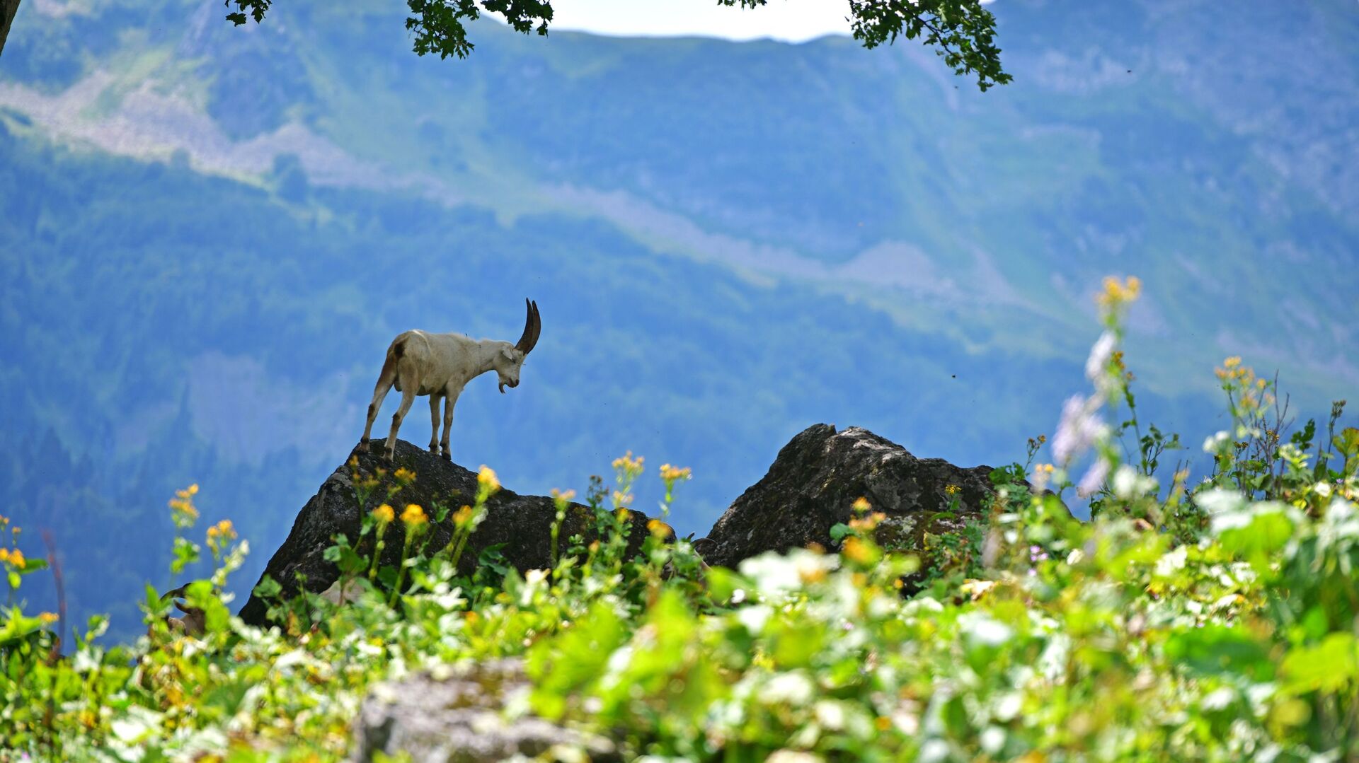 Горный козел в Рицинском реликтовом национальном парке в Абхазии - Sputnik Абхазия, 1920, 24.04.2022