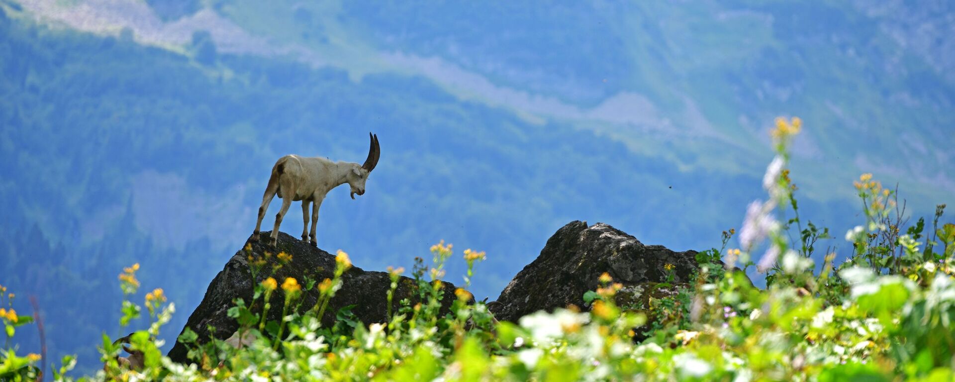 Горный козел в Рицинском реликтовом национальном парке в Абхазии - Sputnik Абхазия, 1920, 05.10.2025