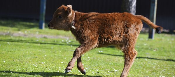 Теленок  - Sputnik Абхазия