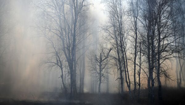 Пожары в Забайкальском крае - Sputnik Абхазия