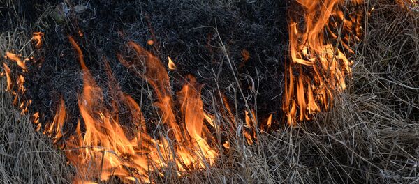 Практическая тренировка по отработке действий при возникновении лесного пожара в Новосибирской области Практическая тренировка по отработке действий при возникновении лесного пожара в Новосибирской области - Sputnik Аҧсны