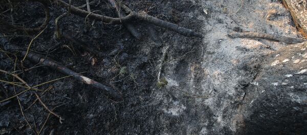 Последствия лесных пожаров  - Sputnik Абхазия