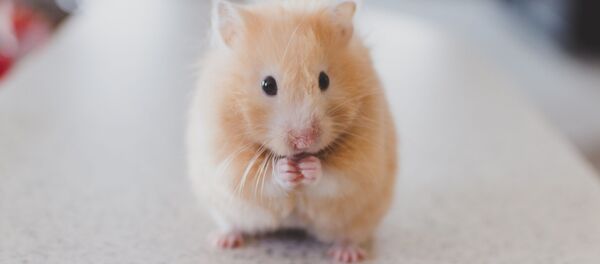 Мышь Мышь - Sputnik Абхазия