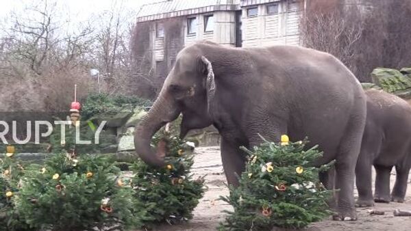 Животные празднуют рождественские украшения в зоопарке Tierpark - Sputnik Абхазия