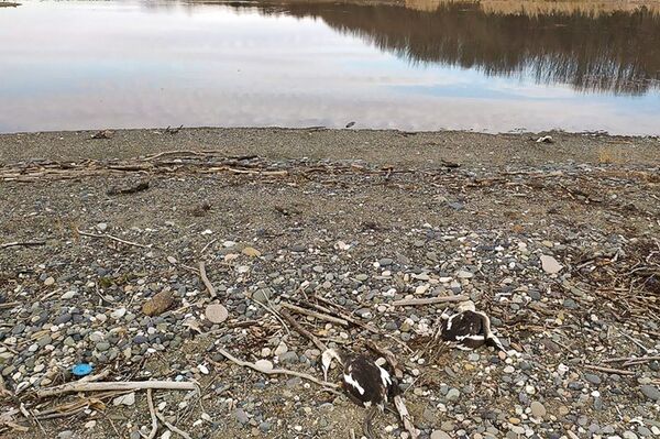 Случайные жертвы: экологи назвали возможную причину гибели птиц в Очамчыре - Sputnik Абхазия