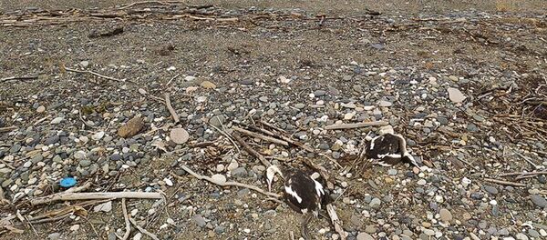 Мертвые нырки  - Sputnik Абхазия