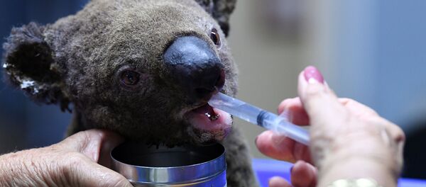 Пожар в Австралии  Пожар в Австралии  - Sputnik Абхазия