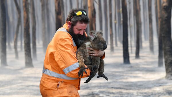 Австралийский пожарный со спасенной коалой - Sputnik Абхазия