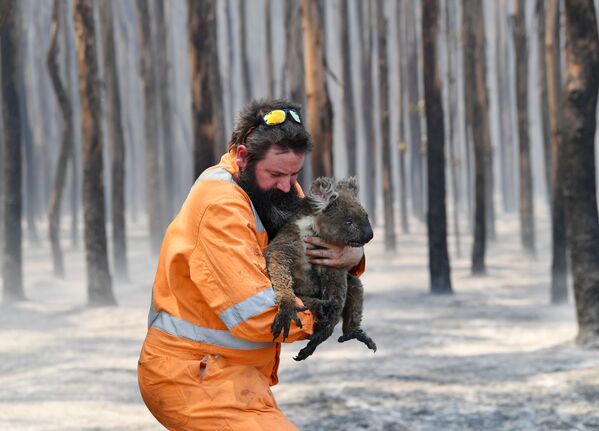Австралийский пожарный со спасенной коалой - Sputnik Абхазия