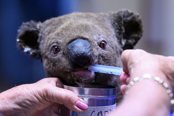 Спасенная коала во время процедур в больнице австралийского города Порт-Маккуори - Sputnik Абхазия