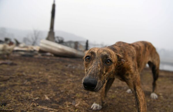 Собака на месте сгоревшего дома в Австралии - Sputnik Абхазия