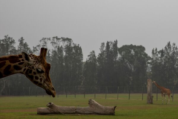 Жирафы в зоопарке на фоне дыма от лесных пожаров в Австралии - Sputnik Абхазия