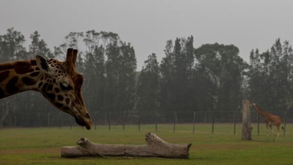 Жирафы в зоопарке на фоне дыма от лесных пожаров в Австралии - Sputnik Абхазия