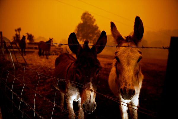 Животные в время лесных пожаров в Австралии - Sputnik Абхазия