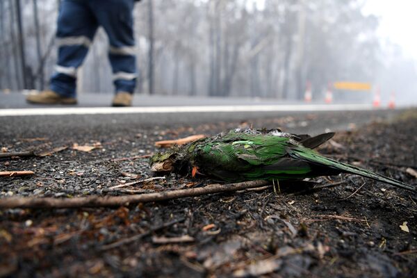 Попугай, погибший в результате лесных пожаров в Австралии - Sputnik Абхазия