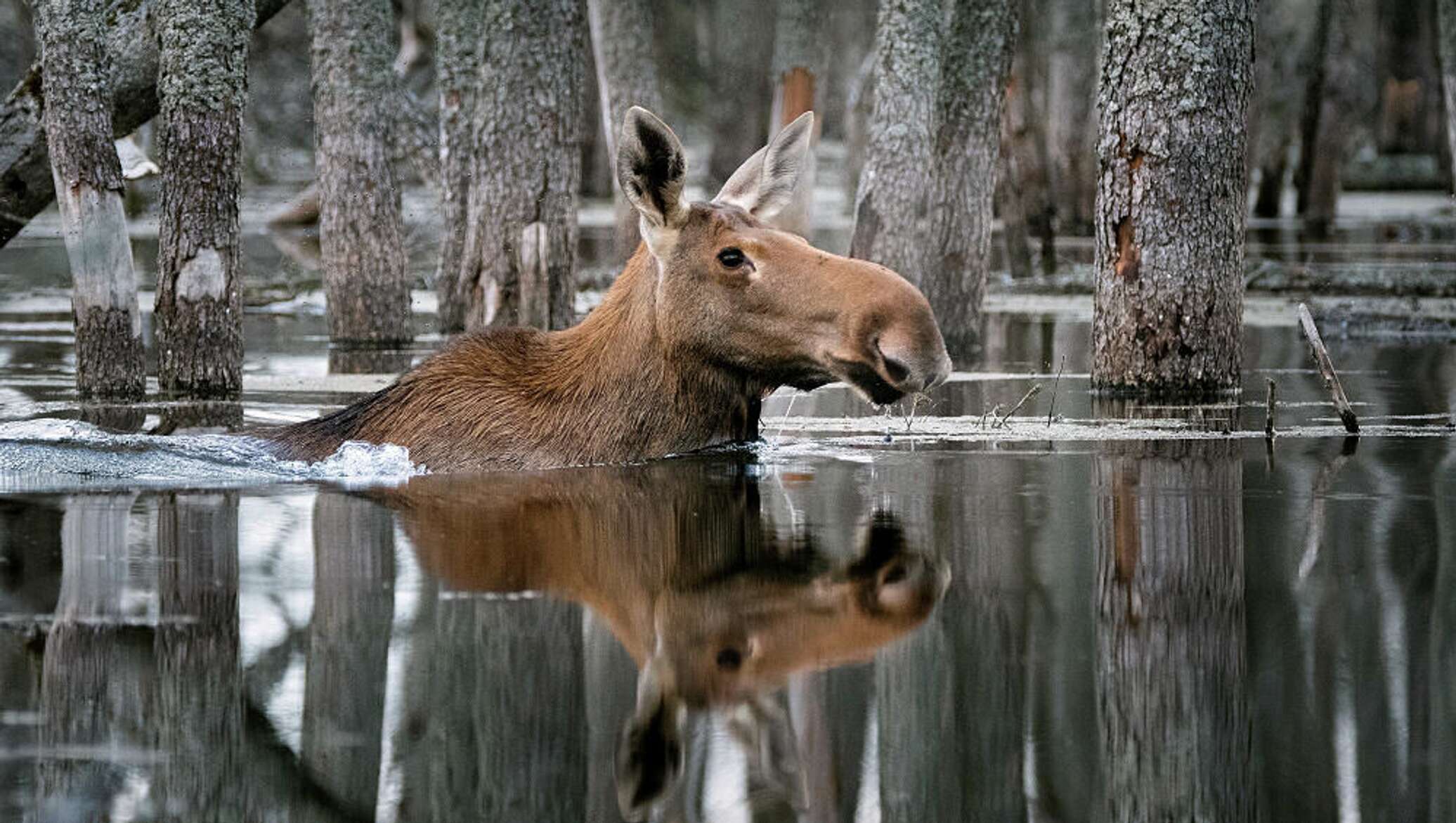 Звери России Фото