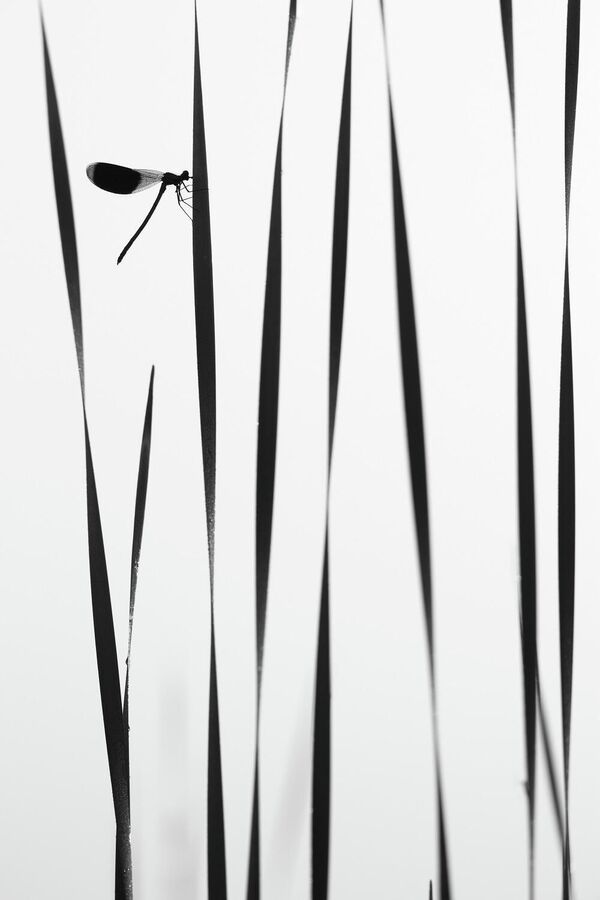 Снимок Стрекоза утром у воды фотографа Андрея Кузнецова, победитель в номинации Макросъемка - Sputnik Абхазия