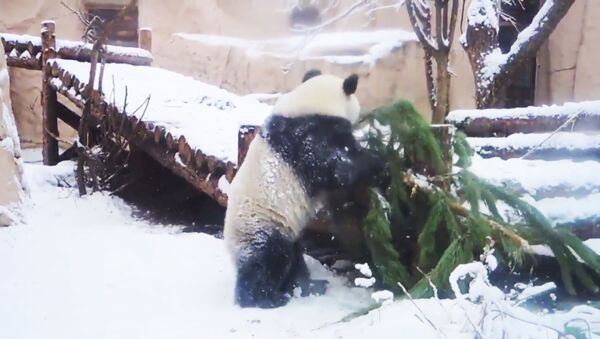 Панда в Московском зоопарке играет с заснеженной елкой - Sputnik Абхазия