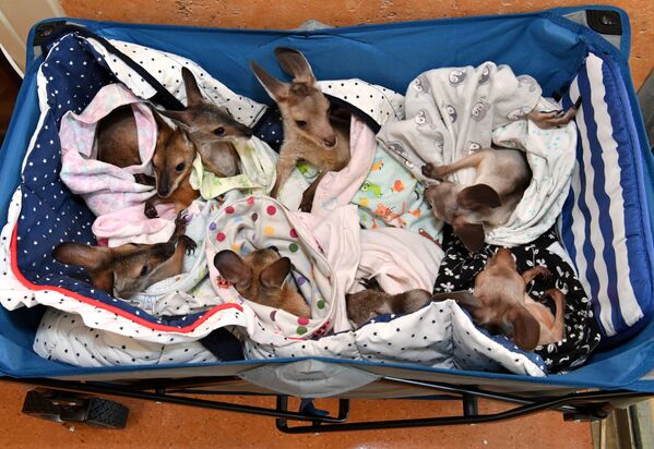 Кенгуру, ставшие сиротами из-за дорожно-транспортных происшествий, нападений собак, лесных пожаров и засухи, в больнице австралийского зоопарка дикой природы в Бирве - Sputnik Абхазия