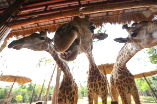 Жирафы в сафари-парке на острове Фукуок во Вьетнаме - Sputnik Абхазия
