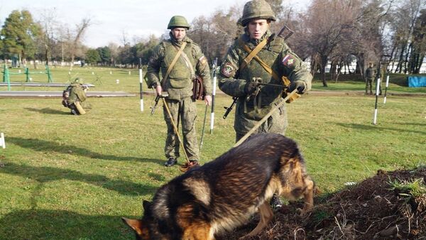 В Абхазии военнослужащие ЮВО отработали разведку и уничтожение фугасов с использованием минно-розыскных собак - Sputnik Абхазия