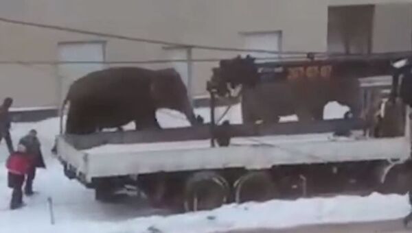 В Екатеринбурге поймали сбежавших из цирка слоних - Sputnik Абхазия