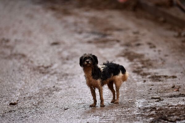 Собака на улице бразильского города Белу-Оризонти после наводнения  - Sputnik Абхазия