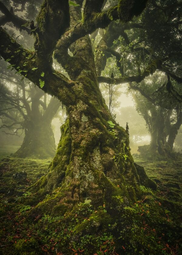 Снимок, снятый на Мадейре немецкого фотографа Anke Butawitsch , победивший в категории The Lone Tree Award 2019 конкурса International Landscape Photographer of the Year - Sputnik Абхазия