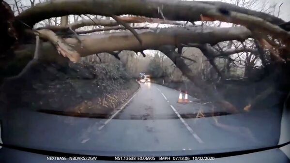 Дерево, поваленное во время шторма Сиара в Великобритании - Sputnik Абхазия
