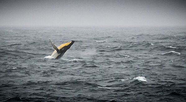 Горбатый кит в море Беллинсгаузена у побережья Антарктиды - Sputnik Абхазия