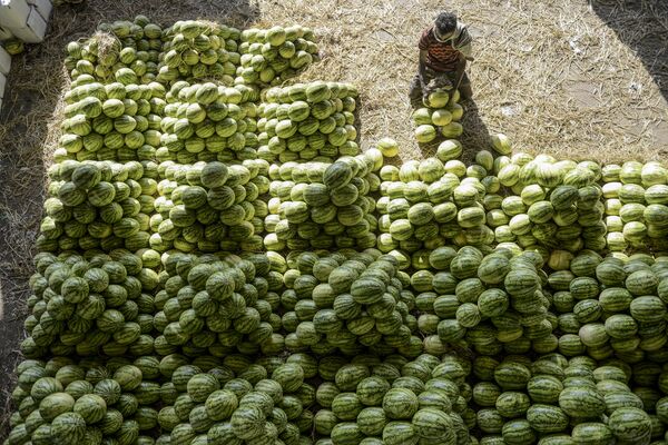 Рабочий сортирует арбузы перед продажей на рынке в Хайдарабаде, Индия - Sputnik Абхазия