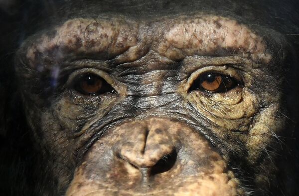 Молодая самка шимпанзе Анфиса в парке флоры и фауны Роев ручей на окраине Красноярска - Sputnik Абхазия