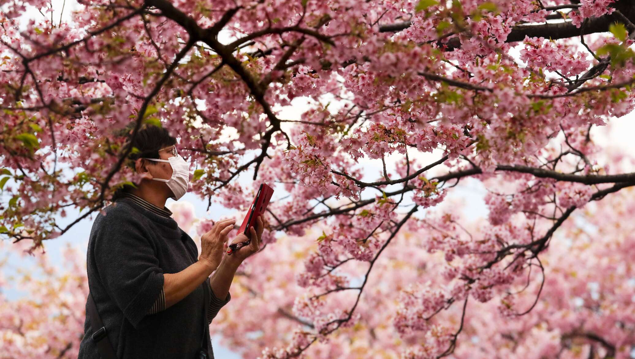 День цветущей сакуры. Праздник цветения вишни Сакуры в Японии. Фестиваль цветения и любования сакурой – Япония. Ханами в Японии праздник цветения Сакуры.