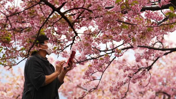 Женщина во время фотографирования цветущей вишни в Японии  - Sputnik Абхазия