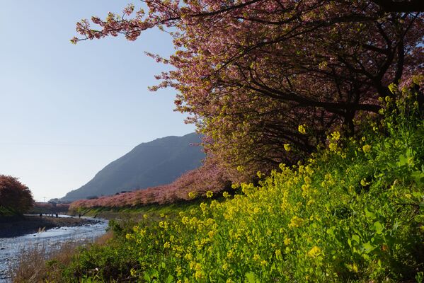 Цветение сакуры и цветы рапса в Японии - Sputnik Абхазия