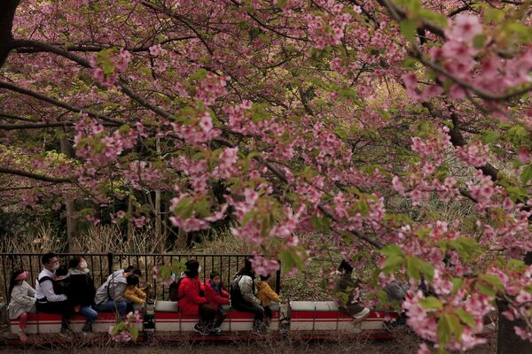 Люди на мини-поезде на фестивале цветения вишни в Японии  - Sputnik Абхазия