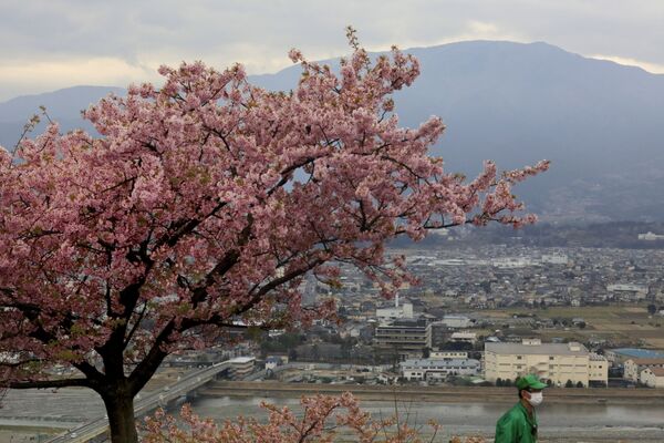 Цветение вишни в Японии  - Sputnik Абхазия