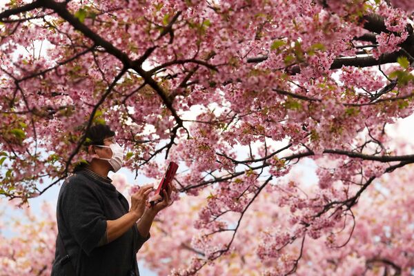 Женщина во время фотографирования цветущей вишни в Японии  - Sputnik Абхазия